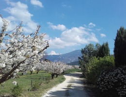 lilas