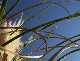 plante