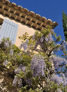 glycine