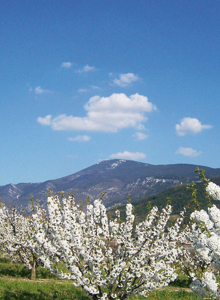 ventoux