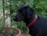 chien